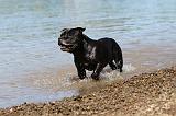 STAFFIE 194